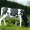 यथार्थवादी पशु मूर्ति पनरोक जीवन आकार गाय मूर्तिकला अनुकूलित उपलब्ध