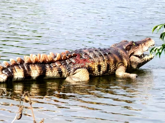 नाम